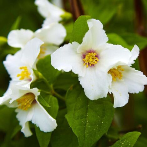 Seringat 'Belle Étoile' (Philadelphus 'Belle Étoile')