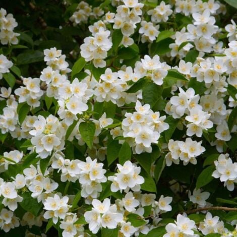 PÉPINIÈRES NAUDET Seringat commun (Philadelphus coronarius)