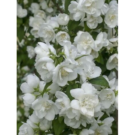 Seringat 'Mrs El Robinson' Pot de 2L/3L