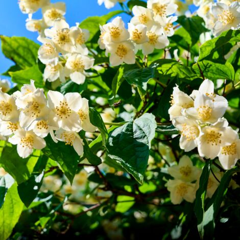 Seringat - Philadelphus Bouquet Blanc 3L