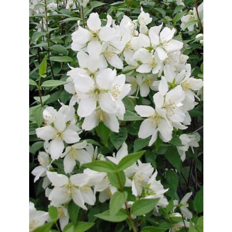 Seringat 'Silberregen' Godet de 8/9 cm