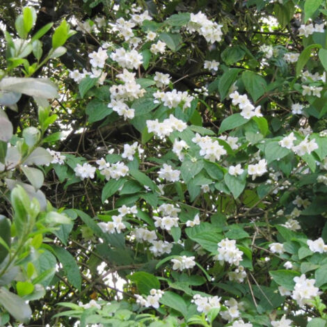 Seringat virginal/Pot de 4L - Blanche