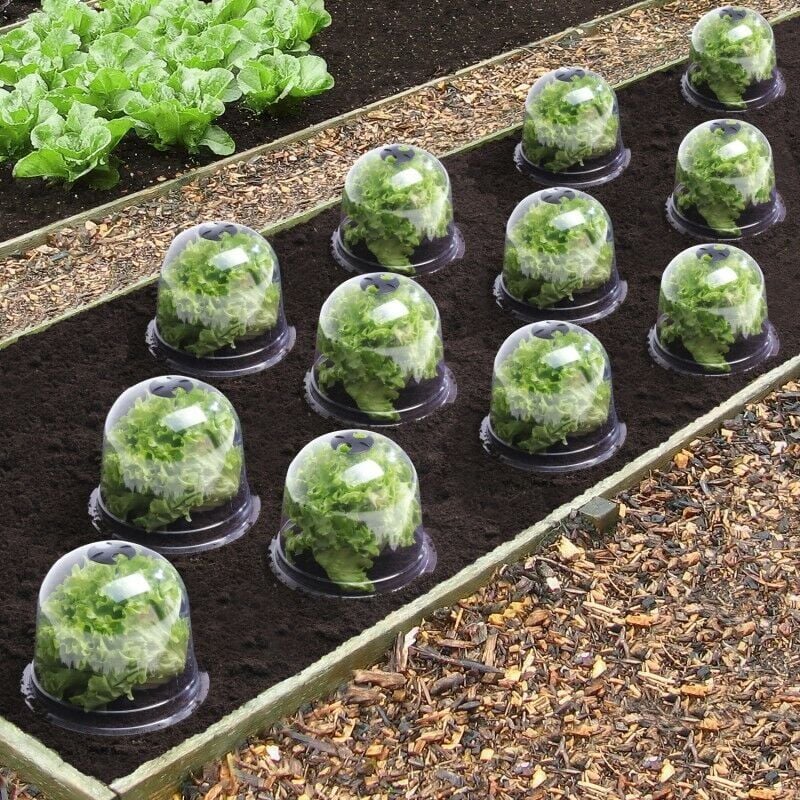 Fei Yu - Serre de protection pour plantes Salad bell x12