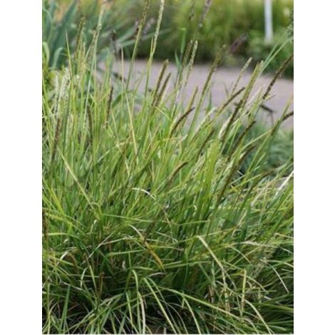 Sesleria argentea Godet de 8/9 cm