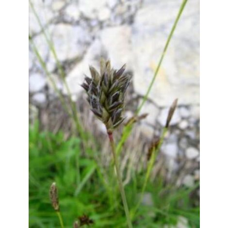 Sesleria caerula Godet de 8/9 cm