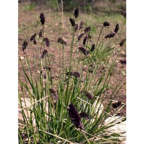 Sesleria heufleriana Godet de 8/9 cm