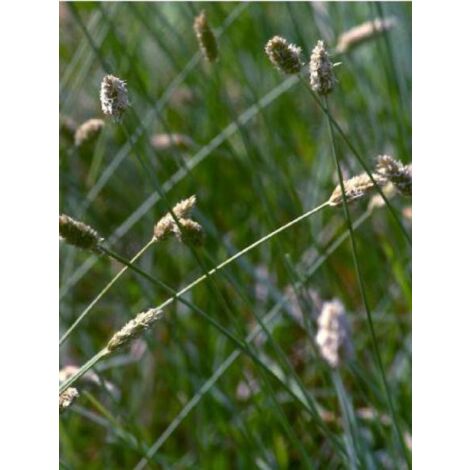 Sesleria nitida Godet de 8/9 cm