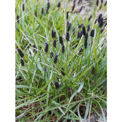 Sesleria sadleriana Godet de 8/9 cm
