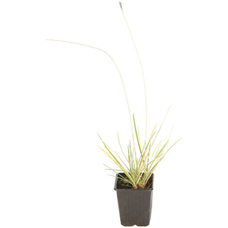 Seslérie brillante - Sesleria nitida godet 9cm