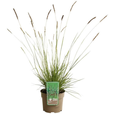 Seslérie d'automne - Sesleria autumnalis pot 3L