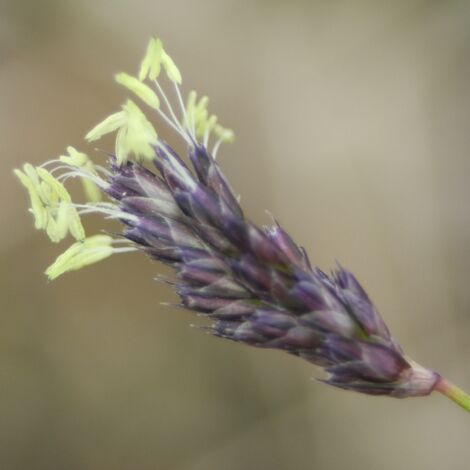Seslérie de Heufler - Sesleria heufleriana pot 3L