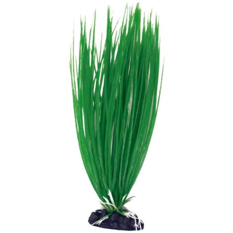 Set 6 pezzi Plant Classic Acorus Medium: Set 6 pezzi Plant Classic Ludwigia