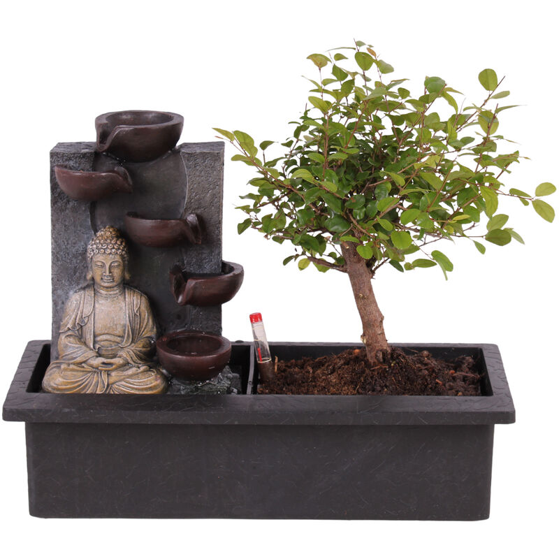 Plant In A Box - Bonsaï avec système d'eau - Bouddha - Hauteur 25-35cm - Vert