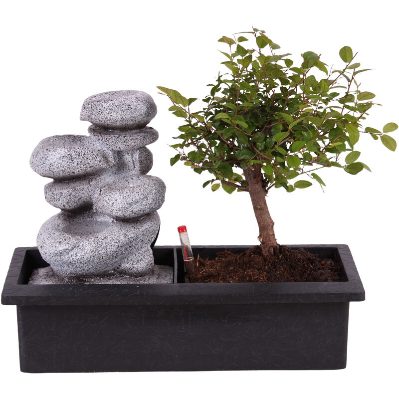 Plant In A Box - Bonsaï avec système d'eau - Pierres zen - Plante d'intérieur - Hauteur 25-35cm - Vert