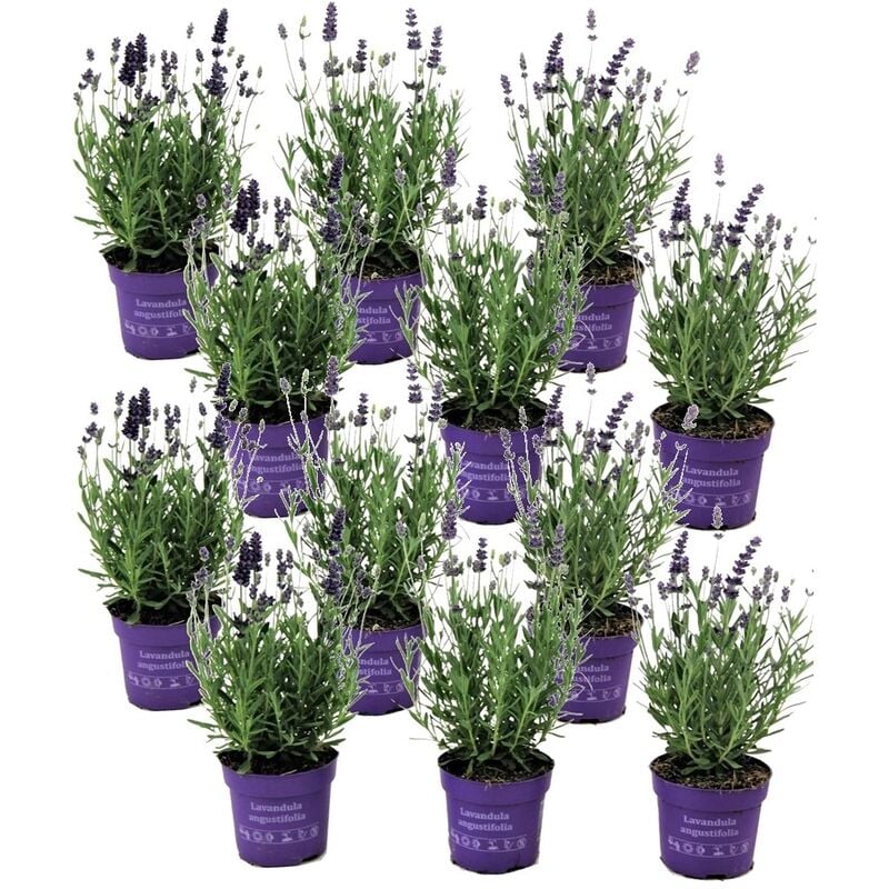 Plant In A Box - Lavandula angustifolia - x12 - Plante de lavande - Pot 10.5cm - Hauteur 10-15cm - Violet