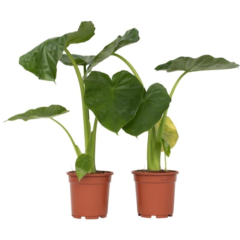 Plant In A Box - Plante à grandes feuilles - Set de 2 - Alocasia Macrorrhizos - H60-70cm - ⌀17cm