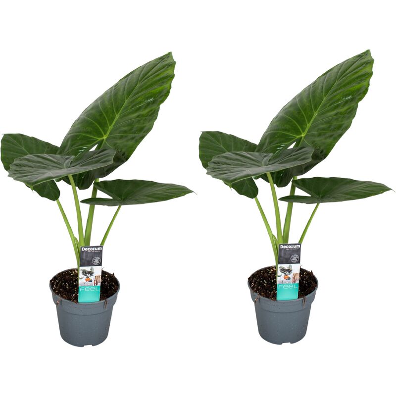 Plant In A Box - Alocasia Odora - Set de 2 - Oreille d'éléphant - Pot 17cm - Hauteur 55-75cm - Rose
