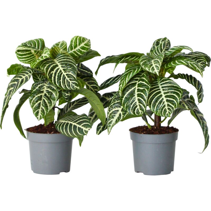 Plante à feuilles panachées - Set de 2 - Aphelandra botanica - H25-45cm - ⌀13cm