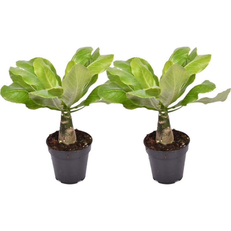 Plant In A Box - Brighamia Insignis - Set de 2 - Palmier hawaïen - Pot 12cm - Hauteur 25-35cm - Jaune