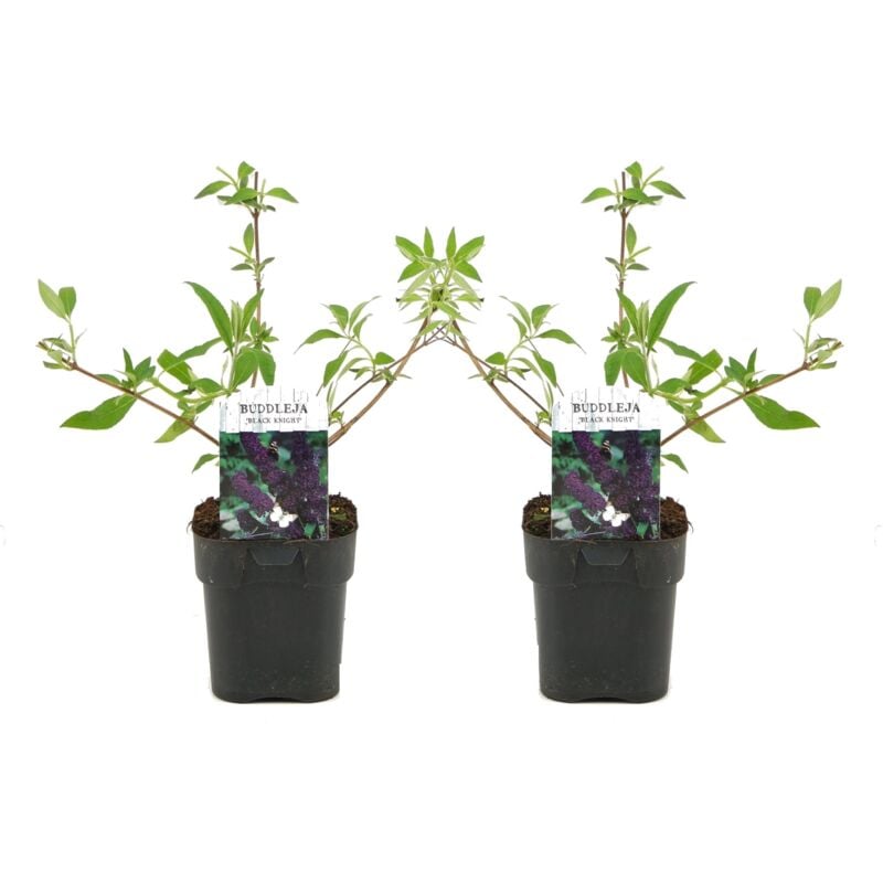 Plant In A Box - Buddleja davidii 'Chevalier noir' - Set de 2 Buddleia - ⌀17cm - Hauteur 30-40cm - Violet