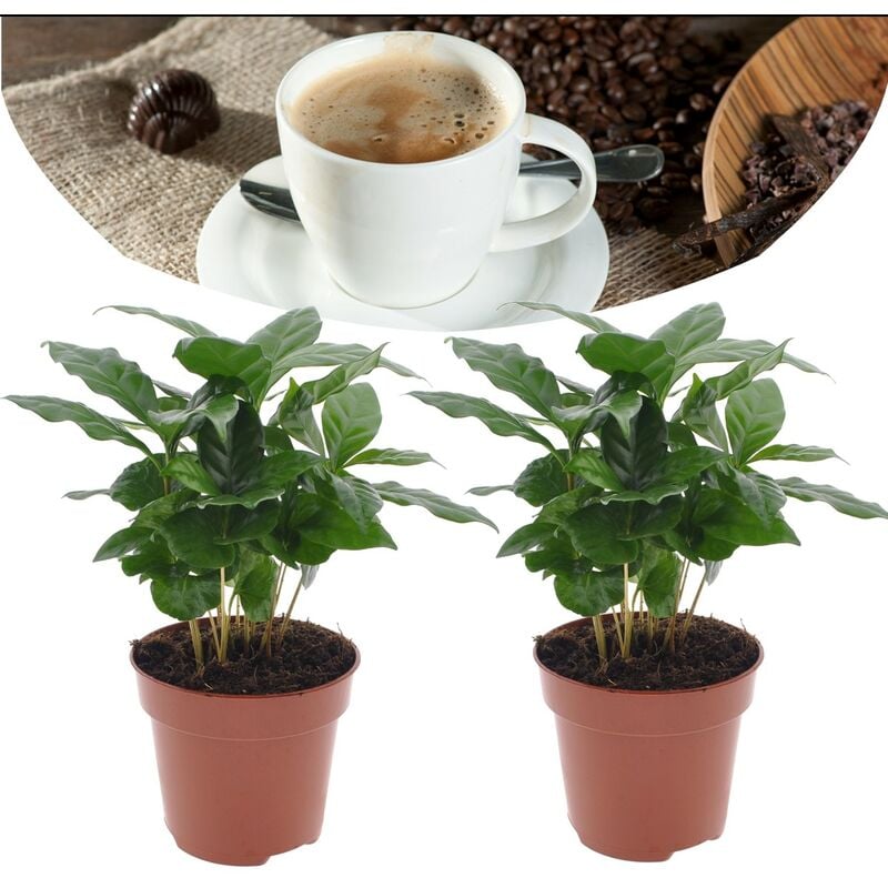 Coffea Arabica - Plante à café - Set de 2 - Pot 12cm - Hauteur 25-40cm - Vert
