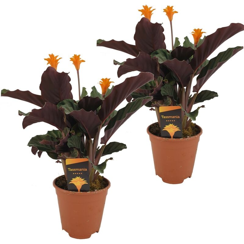 Plant In A Box - Calathea Crocata - Set de 2 - Purificateur d'air - Pot 14cm - Hauteur 40-50cm - Orange