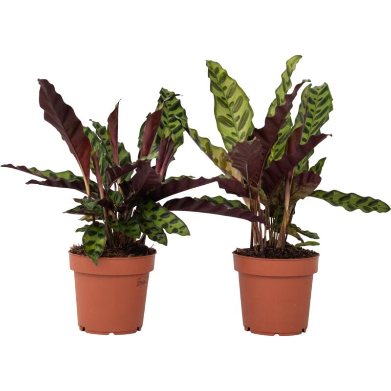 Plant In A Box - Calathea ornata - Set de 2 - Goeppertia insignis - Hauteur 30-40cm - ⌀12cm