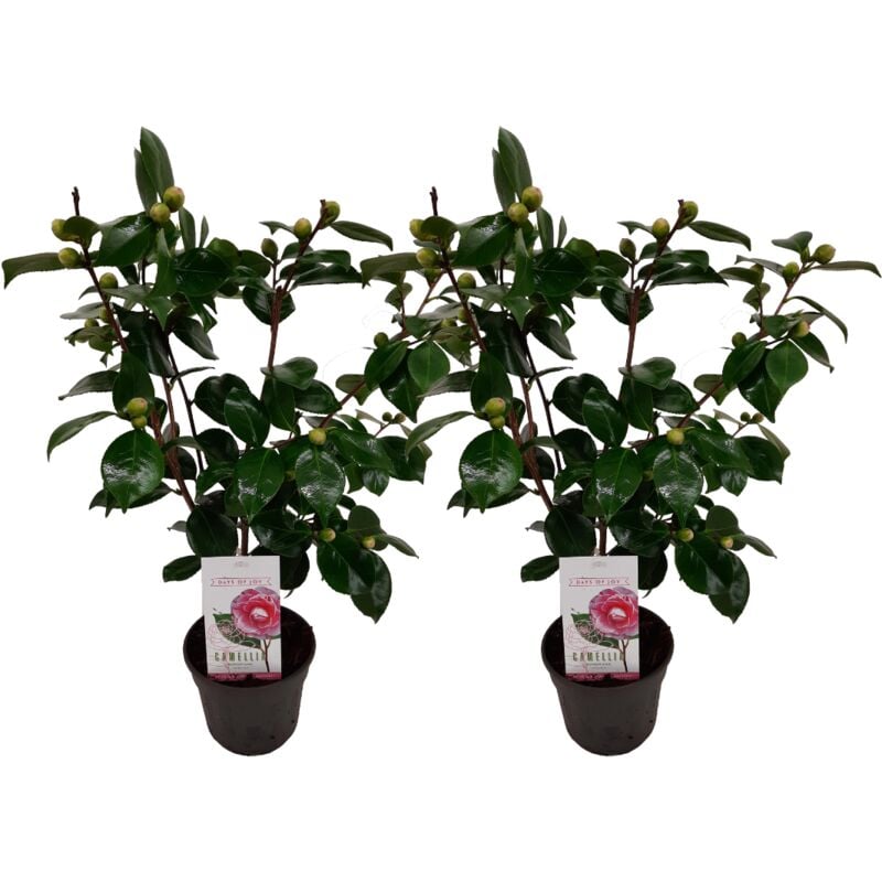 Camellia japonica 'Bonomiana' - Set de 2 - Rose - Pot 15cm - Hauteur 50-60cm - Rose