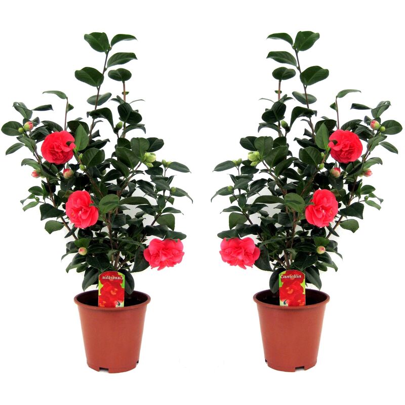 Camélia - Set de 2 - Camellia japonica 'Lady Campbell' - Hauteur 60-70cm - ⌀19cm