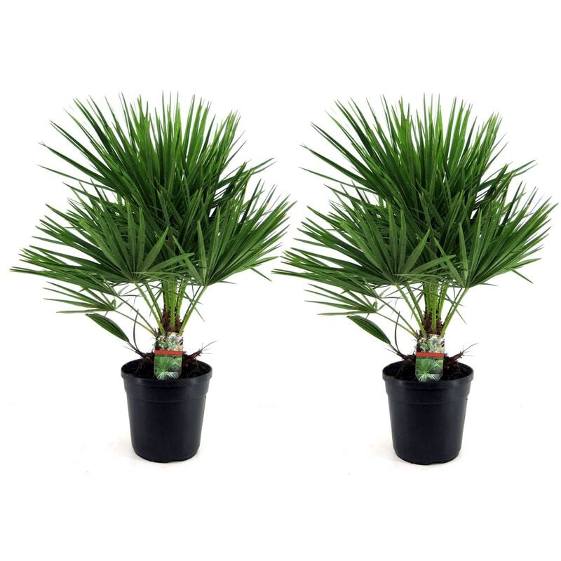 Plant In A Box - Chamaerops Humilis - Set de 2 - Palmier - Pot 21cm - Hauteur 70-80cm - Vert