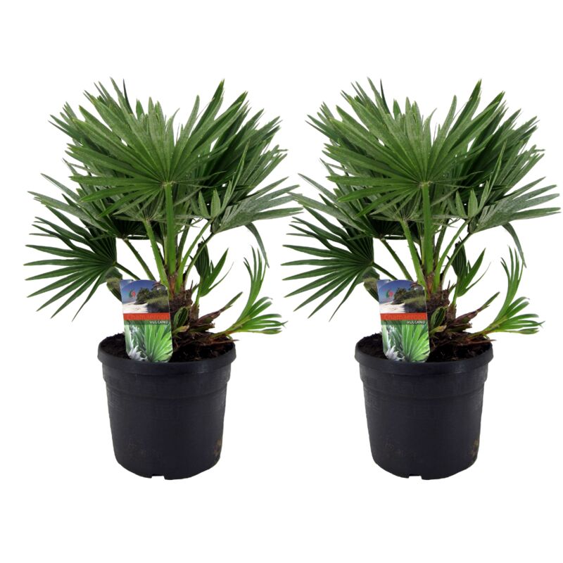 Plant In A Box - Chamaerops 'Vulcano' - Set de 2 - Palmier nain - Pot 19cm - Hauteur 35-45cm - Vert