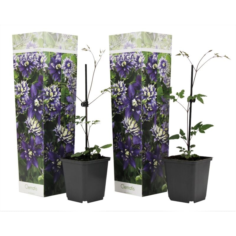 Plant In A Box - Clematis Taiga - Set de 2 - Plantes grimpantes - Pot 9cm - Hauteur 25-40cm - Violet
