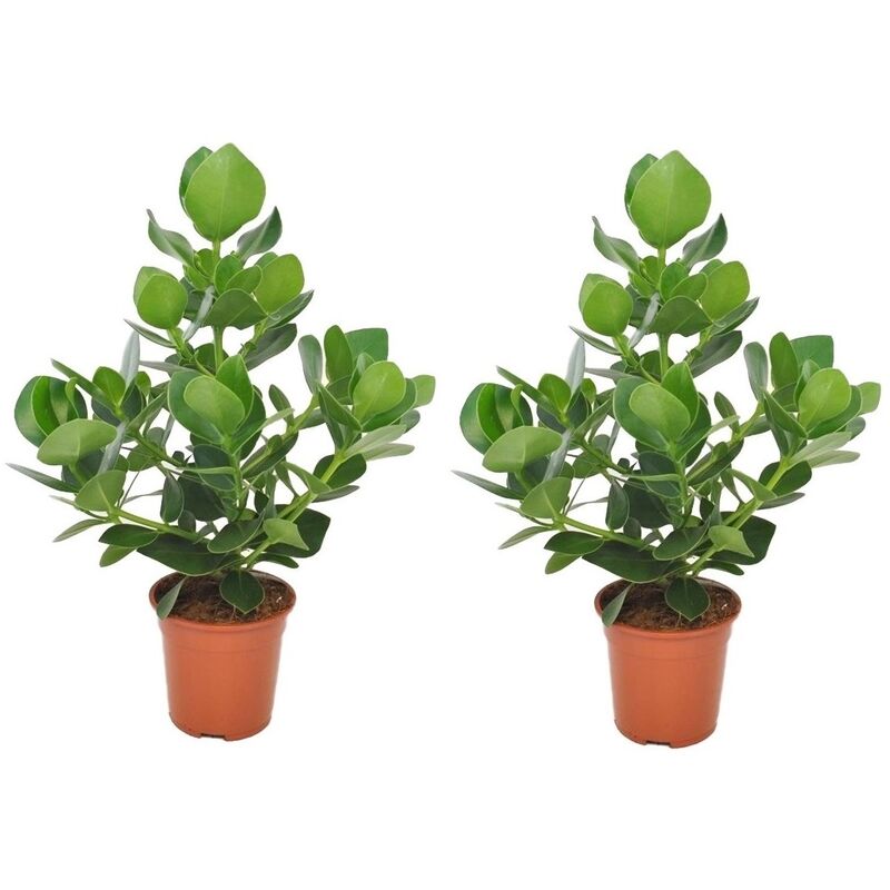 Plant In A Box - Clusia rosea 'Princesse' - Set de 2 - Pot 17cm - Hauteur 50-60cm - Vert