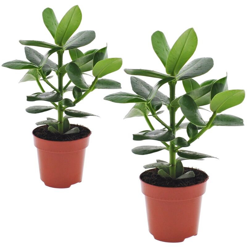 Plant In A Box - Clusia rosea 'Princesse' - Set de 2 - Pot 12cm - Hauteur 25-35cm - Vert