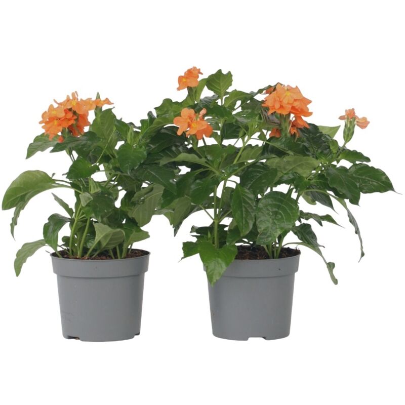 Plant In A Box - Fleur du feu - Set de 2 - Crossandra 'Fortuna' - Hauteur 20-30cm - ⌀13cm