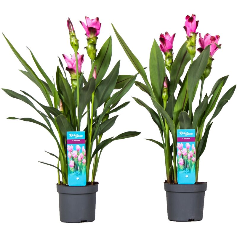 Plant In A Box - Curcuma Alismatifolia Siam Splash - Set de 2 - Pot 13cm - Hauteur 50-60cm - Rose