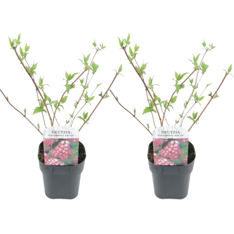 Plant In A Box - Deutzia x hybrida 'Champs de fraises' - Set de 2 - Pot 17cm - Hauteur 25-40cm - Rose