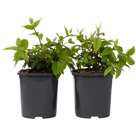 Set de 2 Deutzia Strawberry Fields - pot ⌀17 cm - H. 25-40cm (hauteur pot incluse)