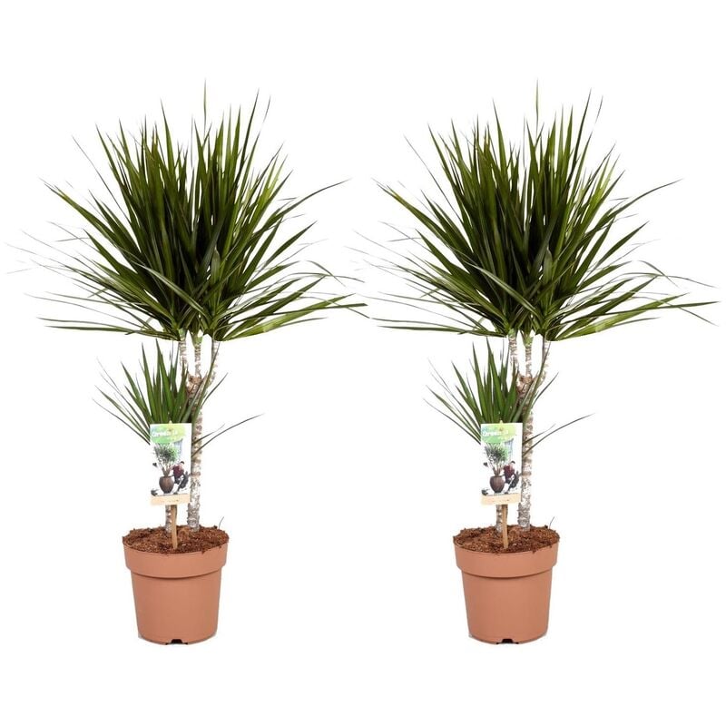 Plant In A Box - Dracaena Marginata - Set de 2 - Dragonnier - Pot 17cm - Hauteur 70-80cm - Vert