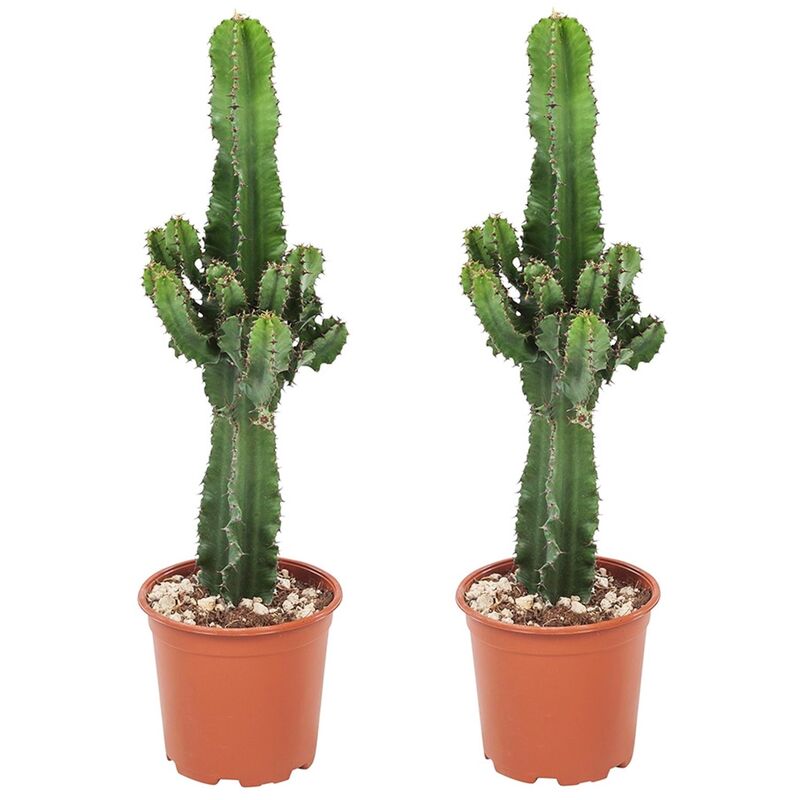 Plant In A Box - Euphorbia Eritrea - Set de 2 - Cowboy Cactus - Pot 17cm - Hauteur 50-60cm - Vert
