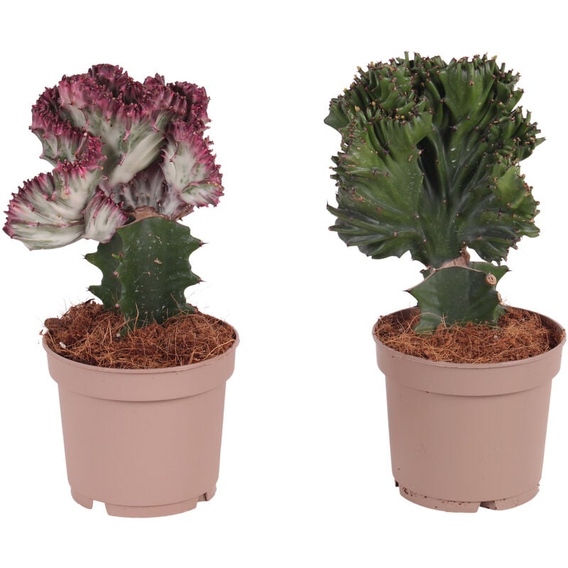 Plant In A Box - Euphorbia mix - Mélange de 2 plantes - Pot 12cm - Hauteur 25-30cm - Vert