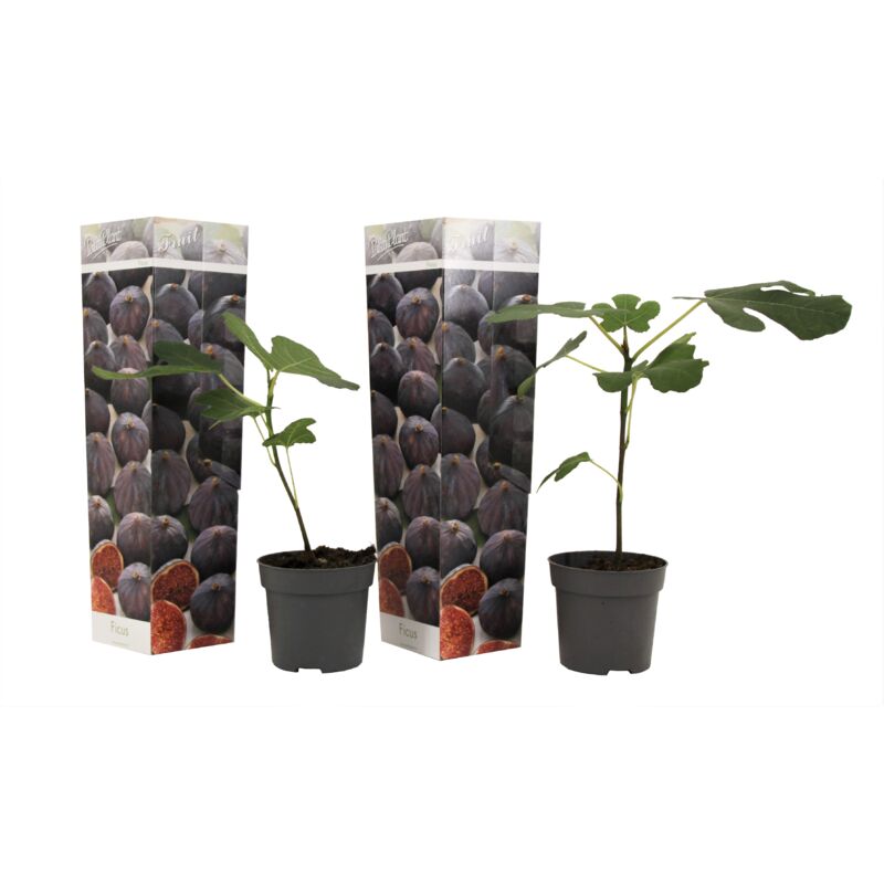 Ficus Carica - Set de 2 - Figuier rustique - Pot 9cm - Hauteur 25-40cm - Vert