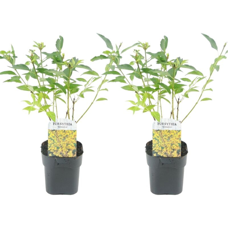 Plant In A Box - Forsythia intermedia 'Minigold' - Set de 2 - Pot 17cm - Hauteur 25-40cm - Jaune