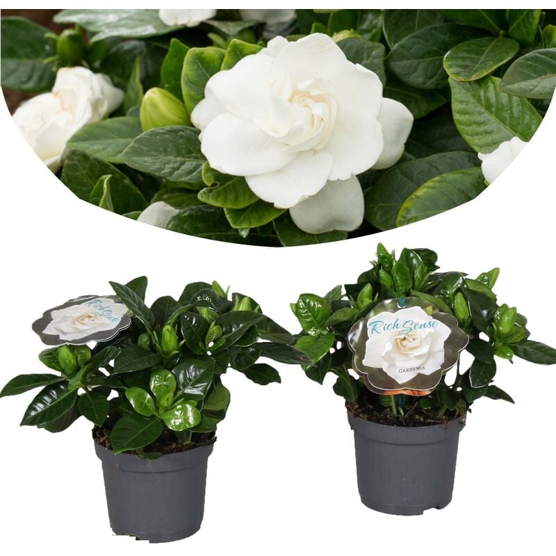 Plant In A Box - Gardenia Jasminoides - Set de 2 - Pot 13cm - Hauteur 20-30cm - Blanc