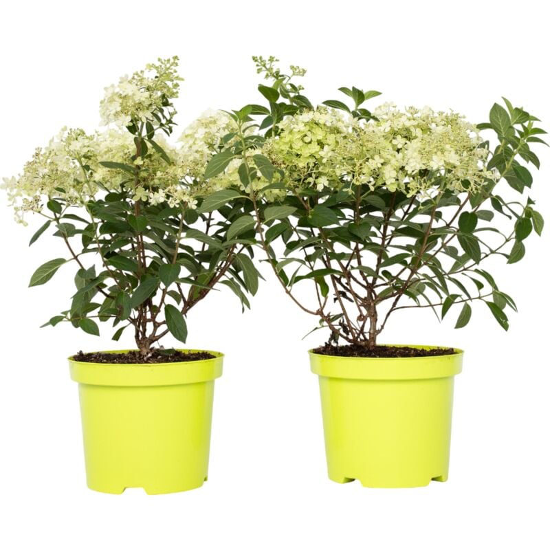 Hortensia - Set de 2 - Hydrangea paniculata 'Bobo' - Hauteur 25-40cm - ⌀19cm