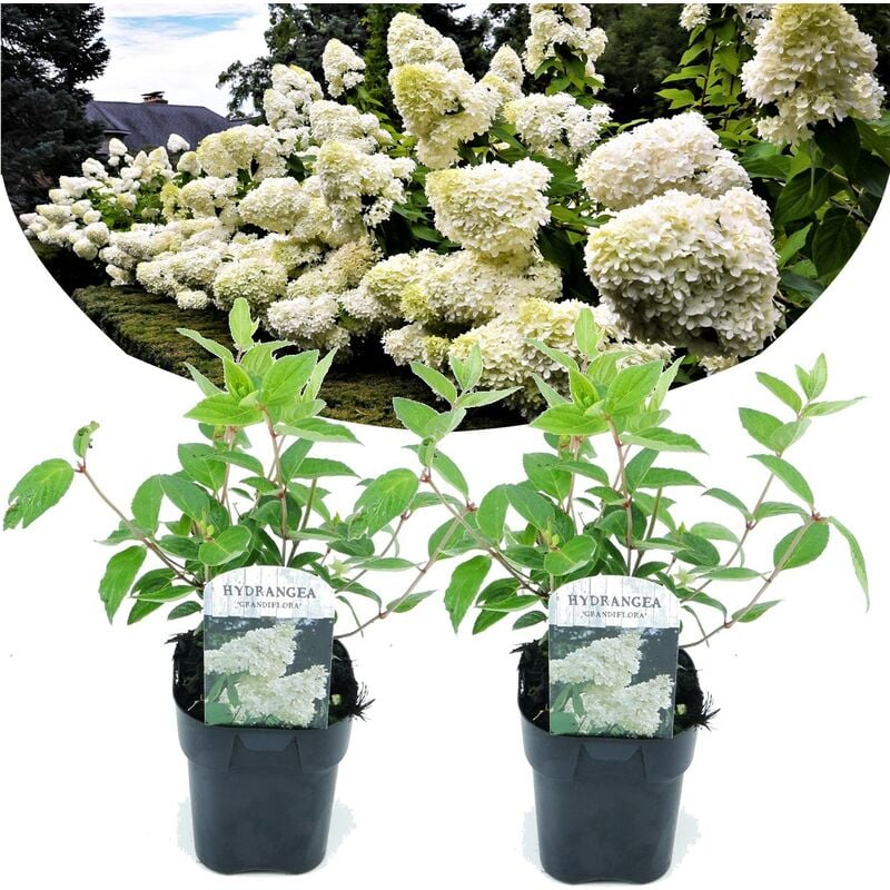 Plant In A Box - Hydrangea paniculata 'Grandiflora' - Hortensia - Set de 2 - Pot 17cm - Blanc