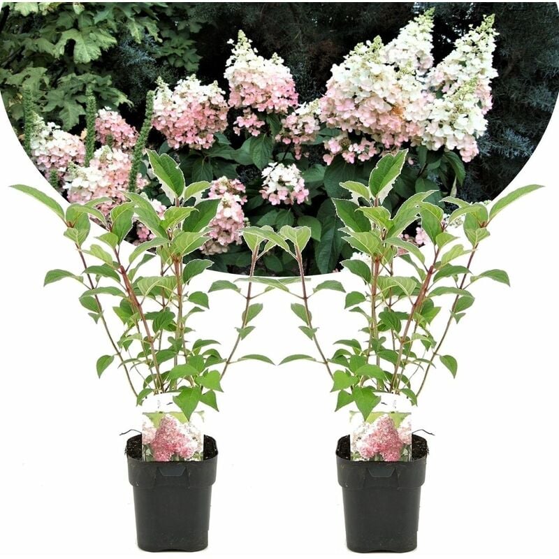 Hydrangea paniculata 'Diamant' - Hortensia - Lot de 2 - Pot 17cm - Hauteur 30cm - Rose