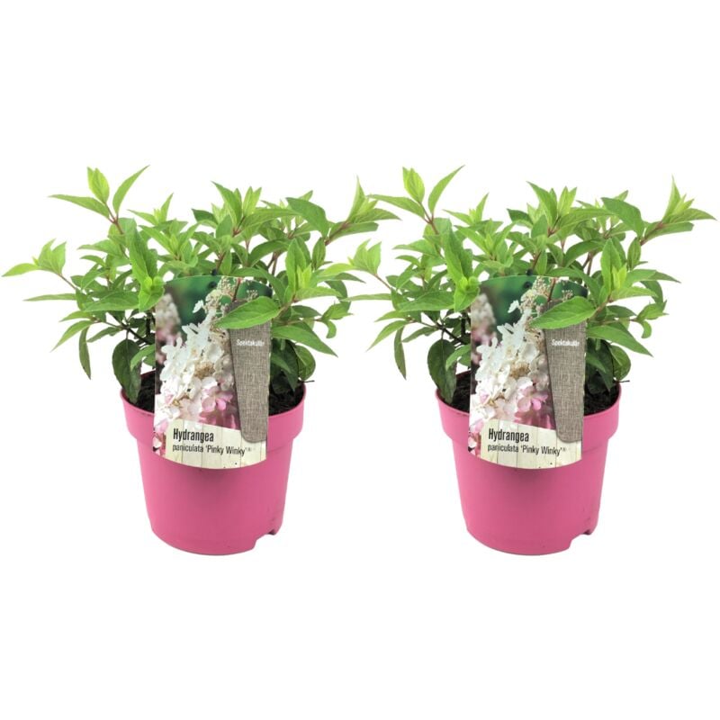 Plant In A Box - Hortensia 'Pinky Winky' - Set de 2 - Hydrangea - Pot 19cm - Hauteur 25-40cm - Rose