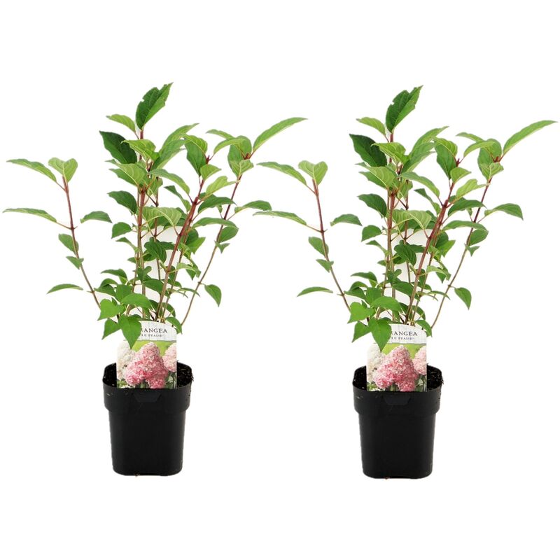 Plant In A Box - Hydrangea paniculata Vanille-Fraise - Hortensia - Set de 2 - ⌀17cm - H25-40cm - Rose