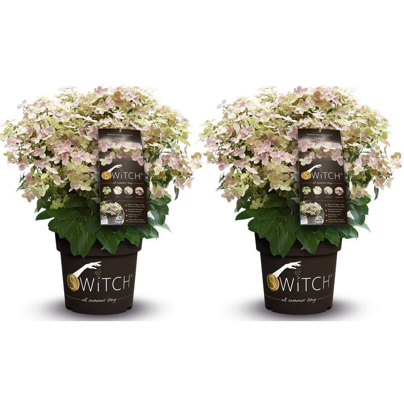 Plant In A Box - Hydrangea paniculata '(S)witch Ophelia' - Set de 2 - Pot 19cm - Hauteur 30-40cm - Multicolore
